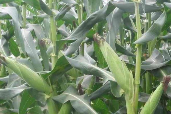 大好863玉米种子特点，中抗茎腐病