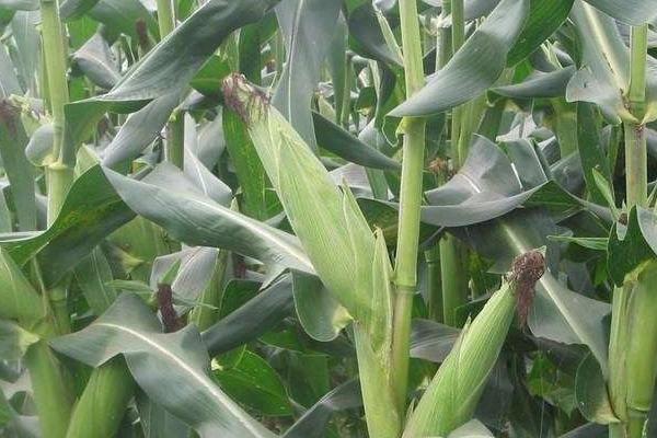 MC999玉米种子特征特性，密度5500株/亩左右