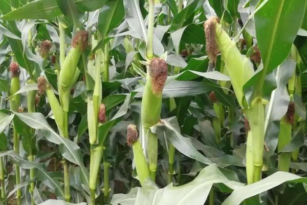 益民3235玉米品种的特性，中抗穗腐病