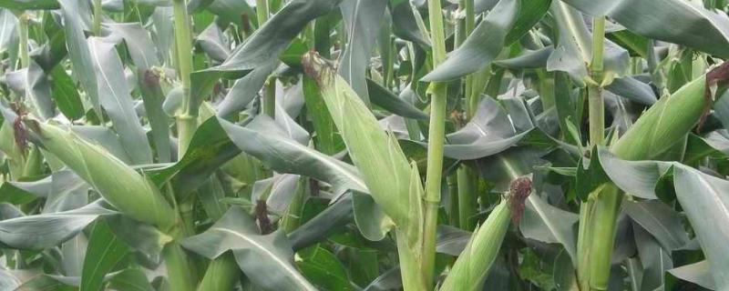 DF615玉米种子简介，密度4500株/亩左右