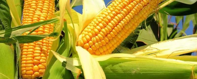 北河2256玉米种子特征特性，适宜播种期4月下旬至5月上旬