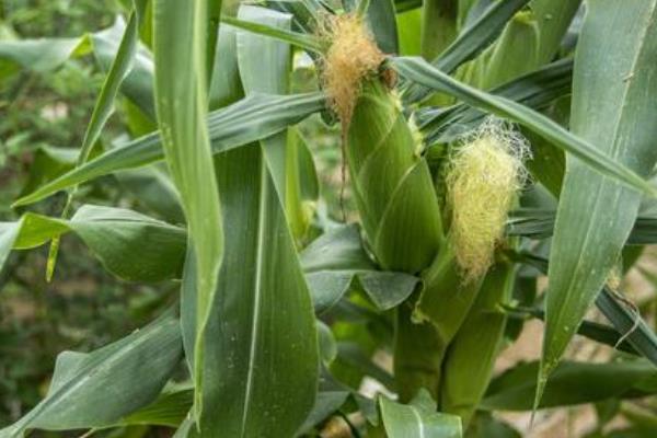 北河2256玉米种子特征特性,适宜播种期4月下旬至5月上旬