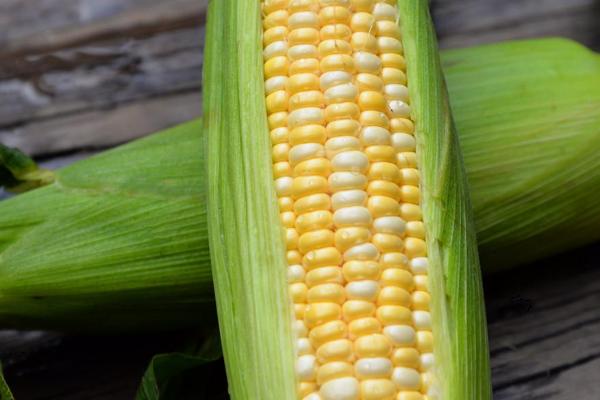 方玉607玉米种子特征特性,适宜播种期4月下旬至5月上旬