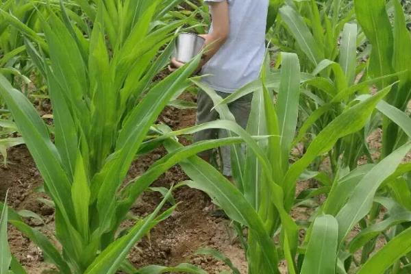北河2256玉米种子特征特性,适宜播种期4月下旬至5月上旬
