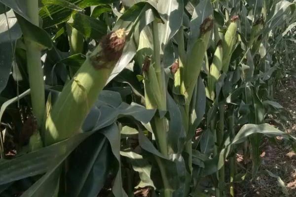 JD205玉米品种的特性，密度4500株/亩左右