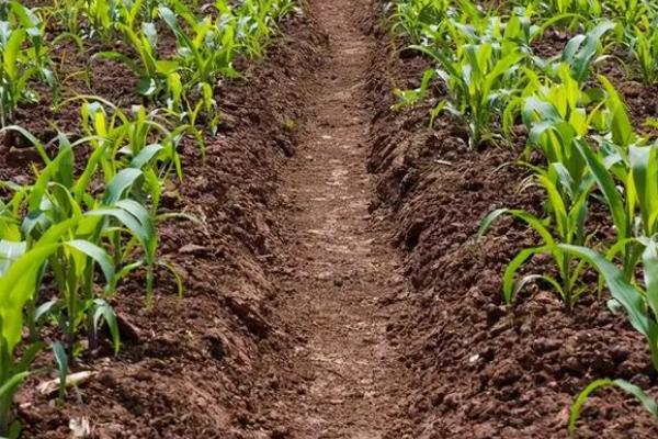 方玉607玉米种子特征特性,适宜播种期4月下旬至5月上旬