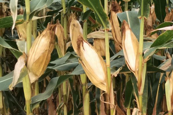 SY198玉米种子特点，适宜播种期4月下旬至5月上旬