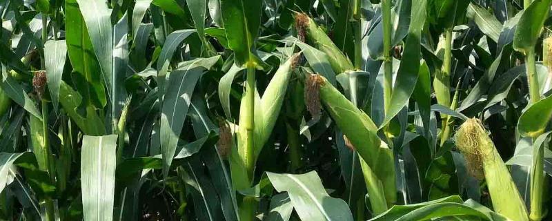 益民3235玉米品种的特性，中抗穗腐病