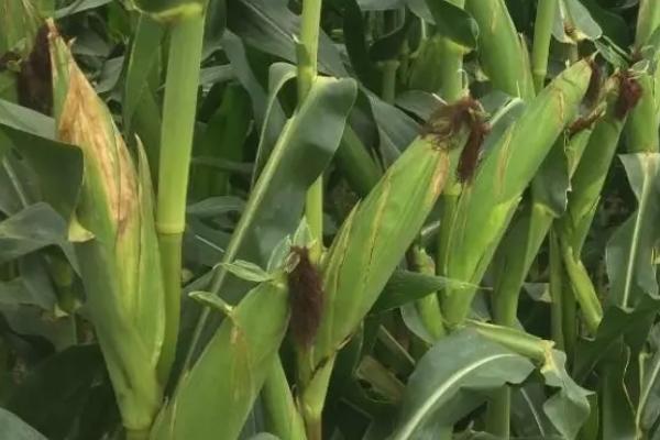 方玉607玉米种子特征特性,适宜播种期4月下旬至5月上旬