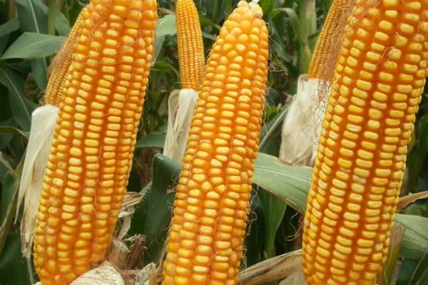 誉成A2317玉米品种的特性，密度5000—5500株/亩