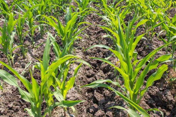 凯玉316玉米种子简介,适宜播种期四月下旬至五月上旬