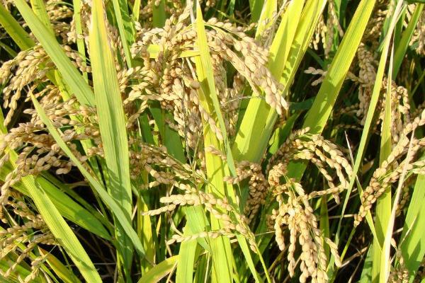 禾丰166玉米品种的特性，密度4500株/亩左右