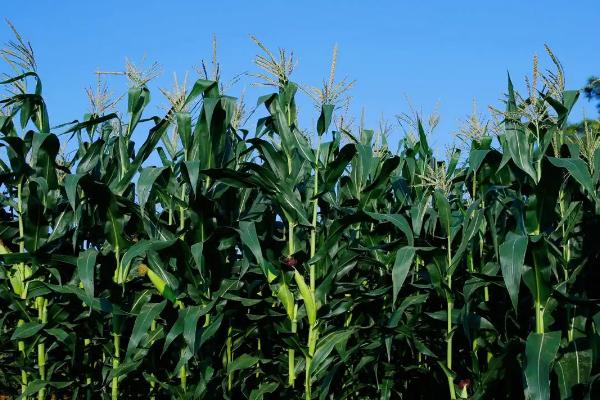 天F758玉米种子简介,中抗茎腐病