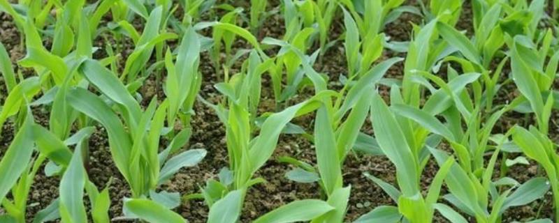LPD8657玉米种子特点，适宜播种期6月中上旬