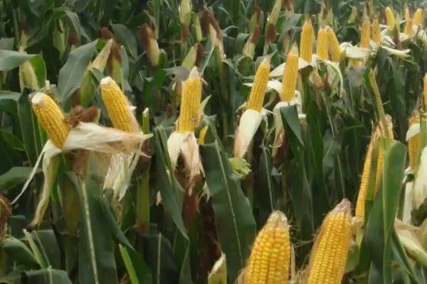 金苑玉326玉米种子特征特性，注意防治穗腐病