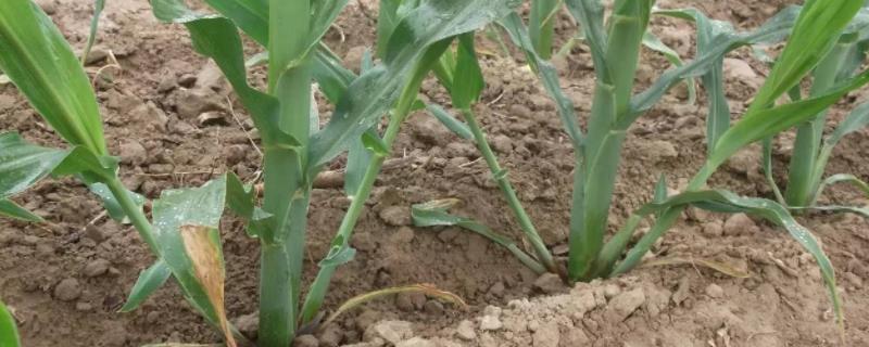 旗阳697玉米种子简介，与对照东农264生育期相当