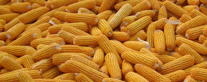 金苑玉326玉米种子特征特性，注意防治穗腐病