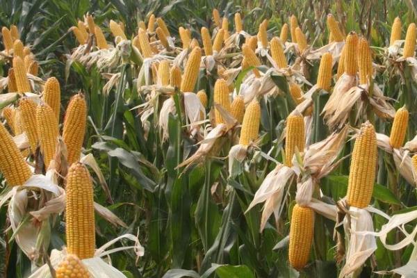 富尔7005玉米品种的特性,密度6000株/亩左右