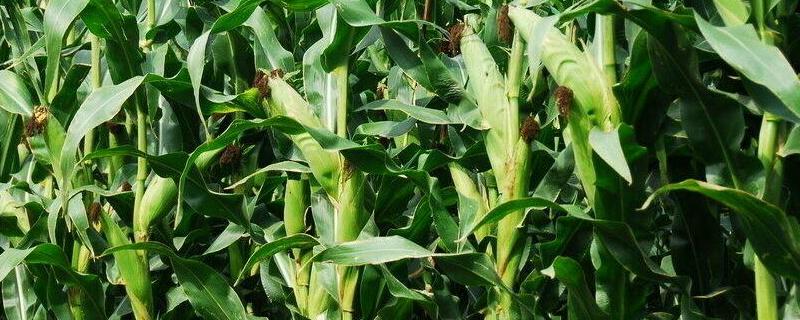 富尔7005玉米品种的特性，密度6000株/亩左右