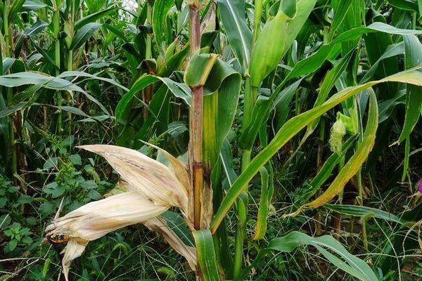 G2119玉米种子简介，密度5000株/亩左右