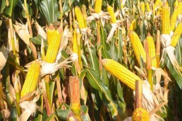 双色甜1606玉米种子特征特性,注意防治瘤黑粉病和矮花叶病