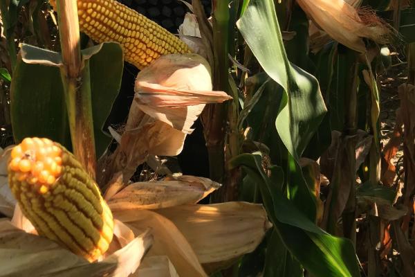 双色甜1606玉米种子特征特性,注意防治瘤黑粉病和矮花叶病