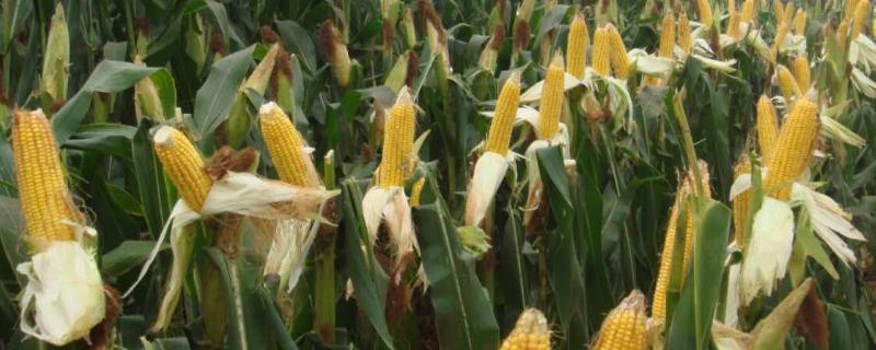 G2119玉米种子简介，密度5000株/亩左右