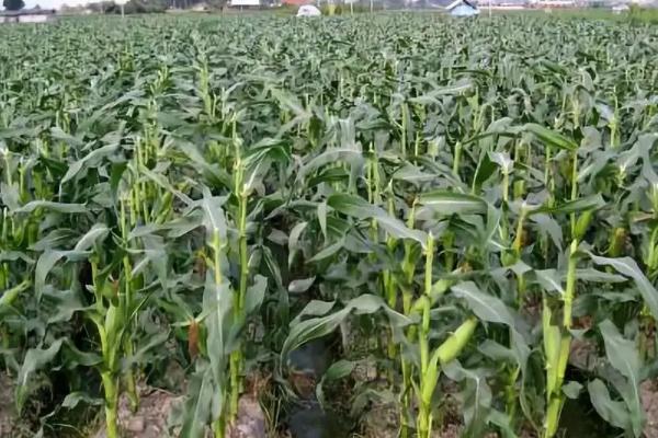 富尔7005玉米品种的特性,密度6000株/亩左右