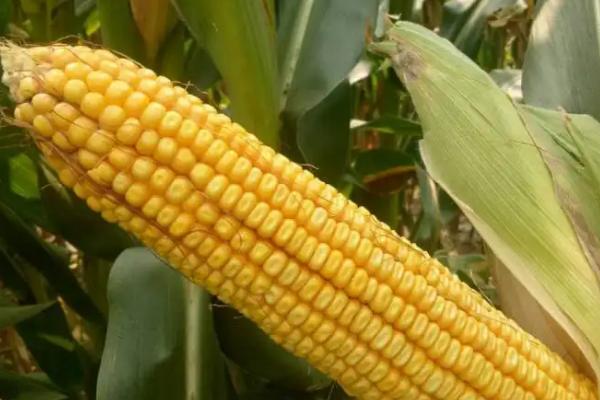 312HB玉米种子特点，中抗茎腐病