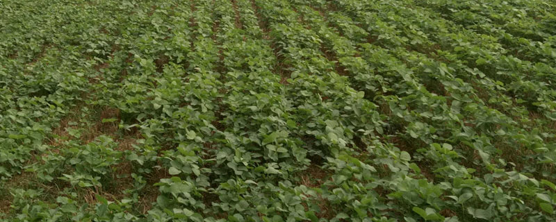 圣豆179大豆品种简介，中抗花叶病毒病7号株系