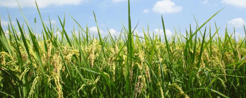 桃优1831水稻品种的特性，全生育期117.9天