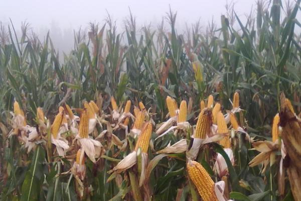晋彩甜加糯1号玉米种子介绍，中抗大斑病