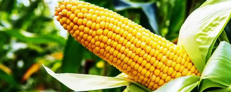 明珠8577玉米种子特征特性，适宜播期5月上旬到中旬
