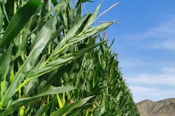 晋彩甜加糯1号玉米种子介绍，中抗大斑病