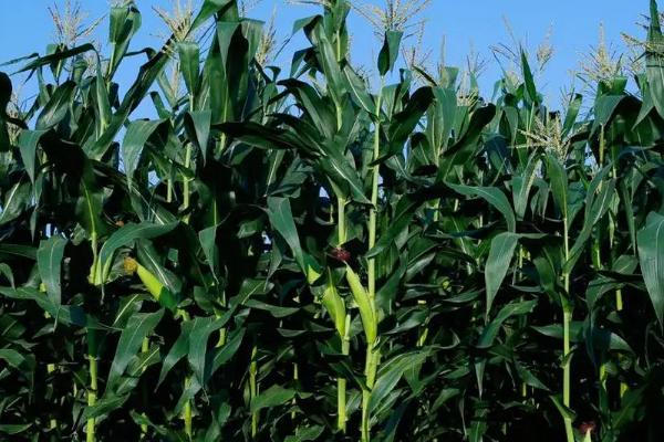 云誉507玉米品种简介，适宜播期4月下旬至5月上旬