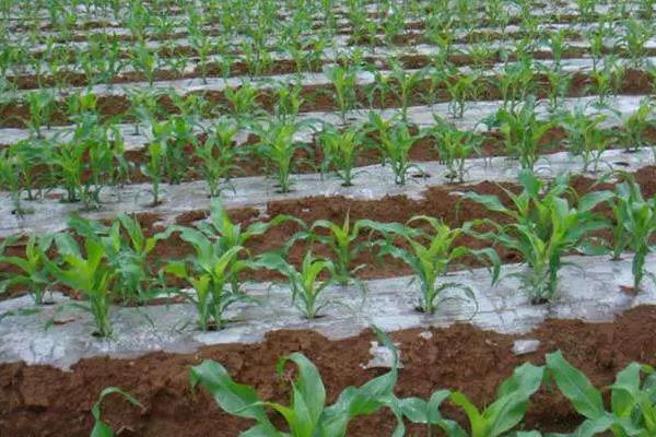 云誉507玉米品种简介，适宜播期4月下旬至5月上旬