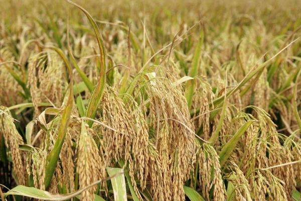 荃广优A6水稻品种的特性，一般4月下旬至5月下旬播种