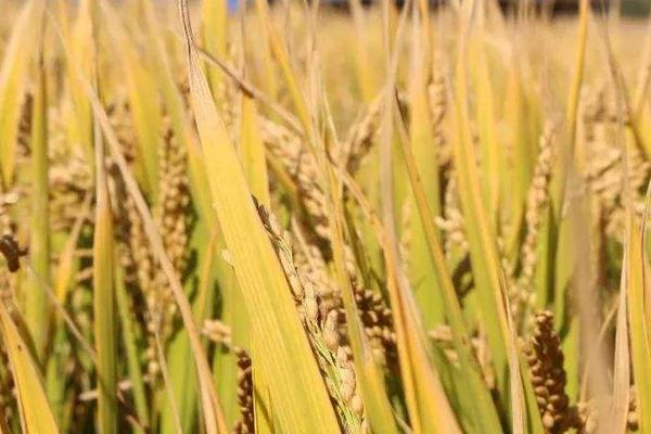 贵优A6水稻品种简介，每亩有效穗数18.0万穗