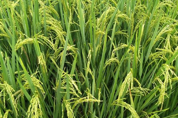 荃广优A6水稻品种的特性，一般4月下旬至5月下旬播种