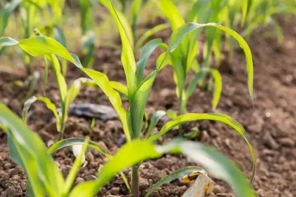 奥玉3102玉米品种的特性，及时防治玉米螟和纹枯病