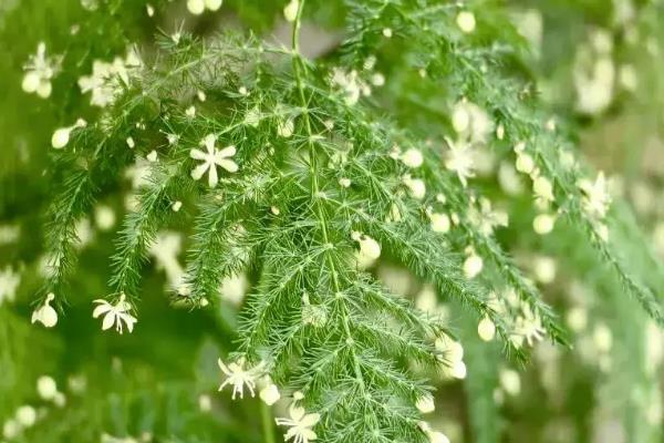 文竹开花结果的原因，光照和养分充足均会导致