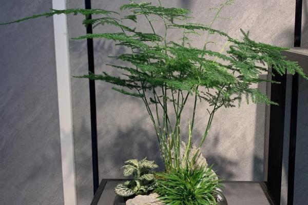 文竹开花结果的原因，光照和养分充足均会导致