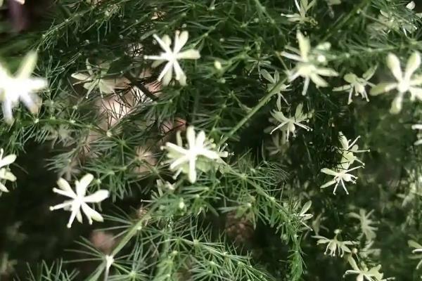 文竹开花结果的原因，光照和养分充足均会导致
