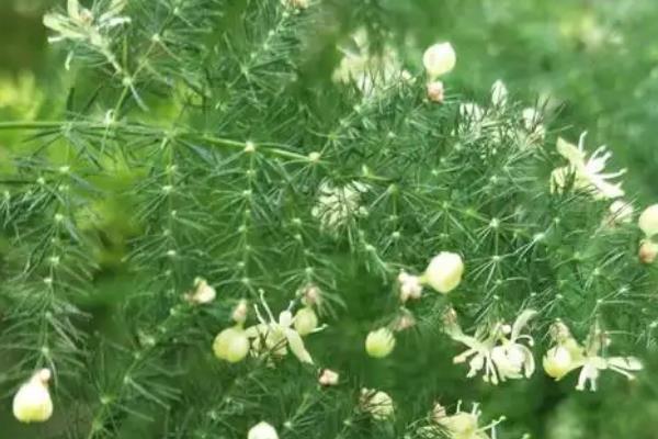 文竹开花结果的原因，光照和养分充足均会导致