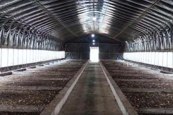 黑水虻大棚如何建造，棚膜可选择无滴高保温膜