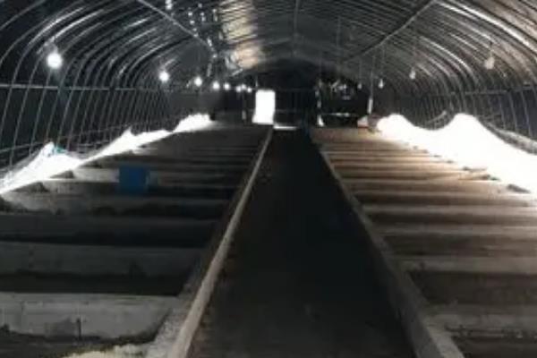 黑水虻大棚如何建造，棚膜可选择无滴高保温膜