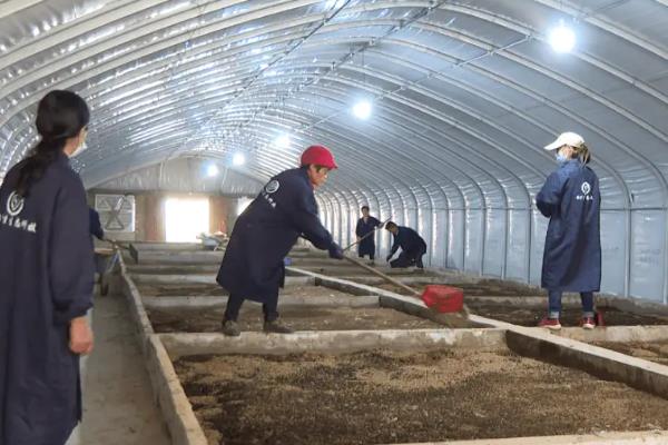 黑水虻大棚如何建造，棚膜可选择无滴高保温膜