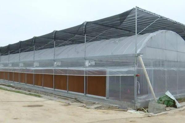 黑水虻大棚如何建造，棚膜可选择无滴高保温膜