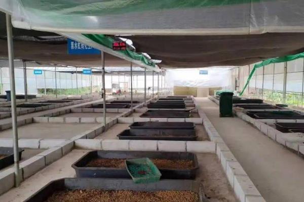黑水虻大棚如何建造，棚膜可选择无滴高保温膜
