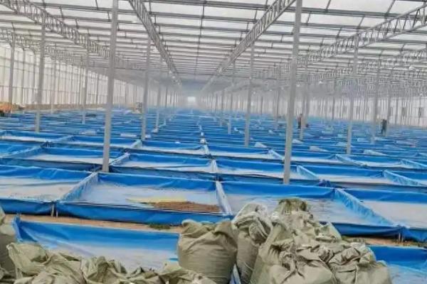 黑水虻大棚如何建造，棚膜可选择无滴高保温膜
